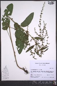 Rumex conglomeratus image