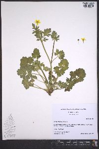 Ranunculus bulbosus image
