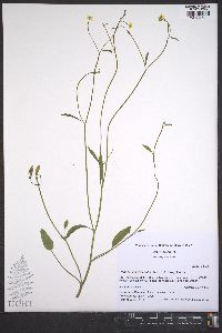 Ranunculus laxicaulis image