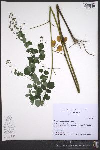 Thalictrum amphibolum image