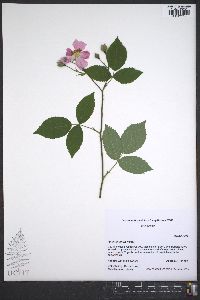 Rosa setigera image