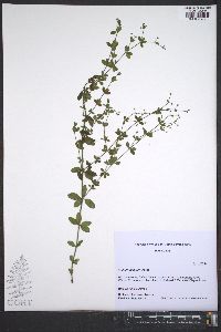 Galium pilosum image