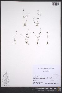 Houstonia pusilla image