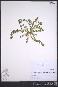Sherardia arvensis image