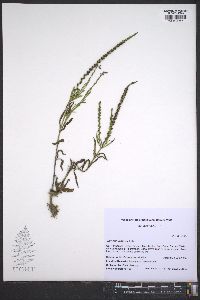 Verbena simplex image