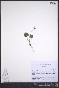 Viola hirsutula image