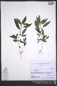 Acalypha gracilens image