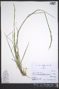 Lolium perenne subsp. multiflorum image