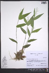 Dichanthelium latifolium image