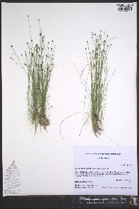 Eleocharis brittonii image