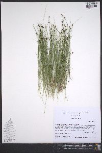 Eleocharis brittonii image