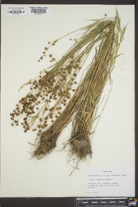 Juncus elliottii image