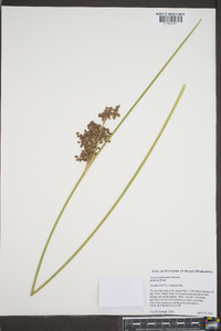 Juncus roemerianus image