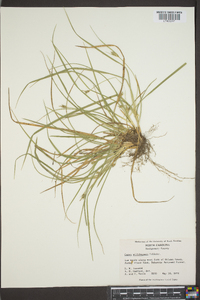 Carex willdenowii image