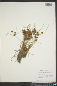 Cyperus squarrosus image