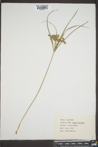 Cyperus retrorsus image