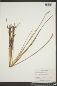 Eleocharis quadrangulata image