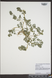 Corydalis flavula image