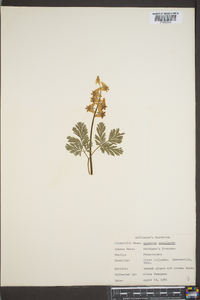 Dicentra cucullaria image