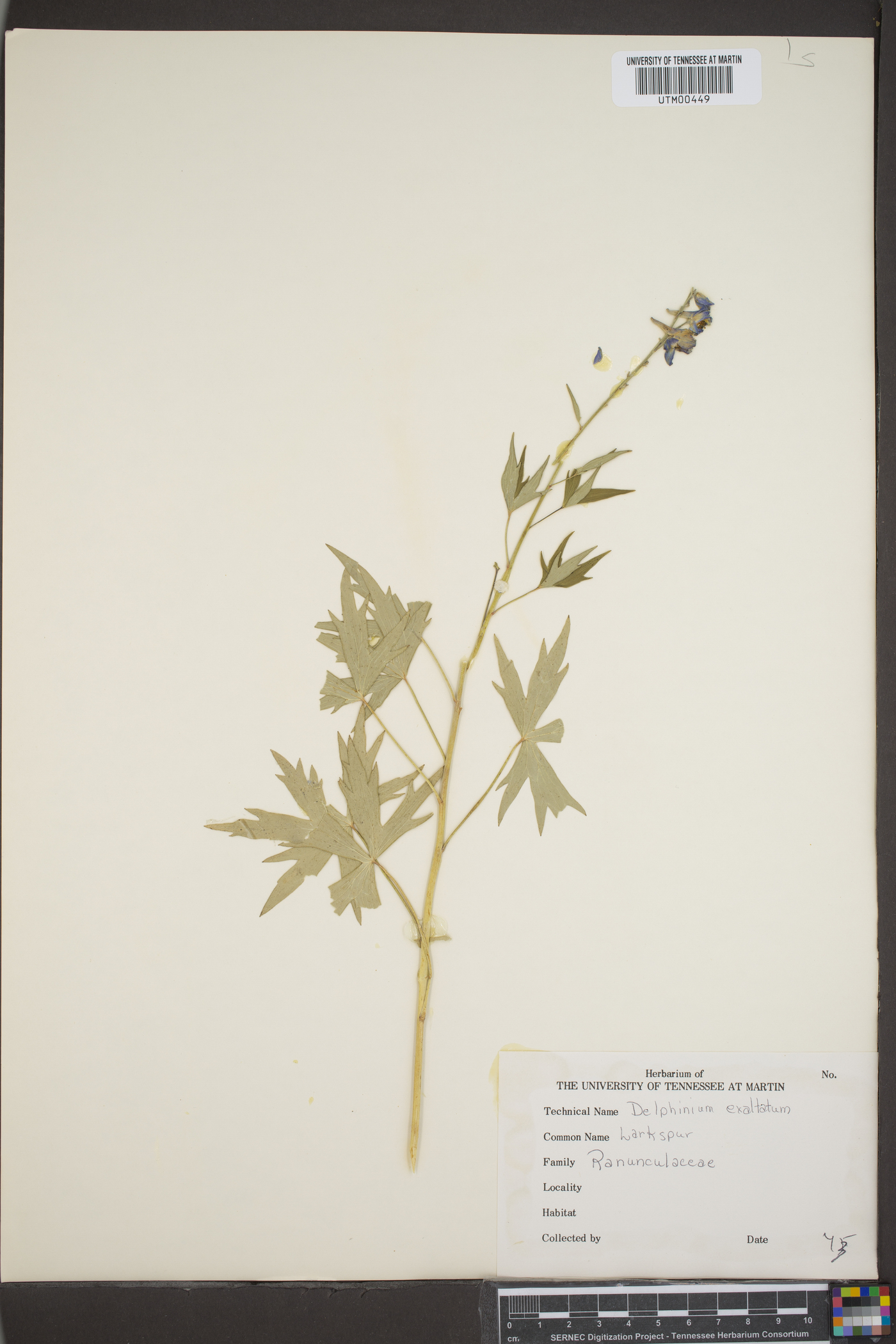 Delphinium exaltatum image