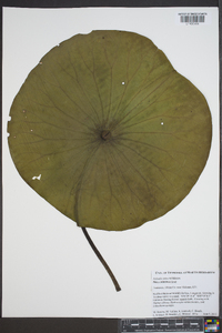 Nelumbo lutea image