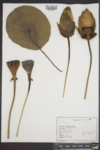 Nelumbo lutea image