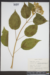Hydrangea arborescens var. deamii image