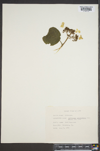 Hydrangea arborescens var. deamii image