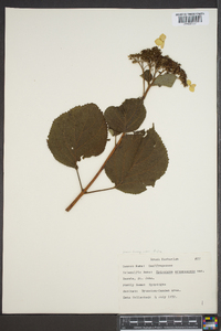 Hydrangea arborescens var. deamii image