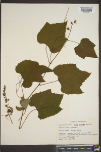 Vitis cinerea image