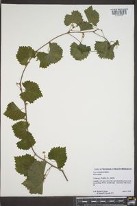 Vitis rotundifolia image