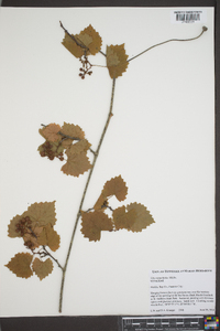 Vitis rotundifolia image