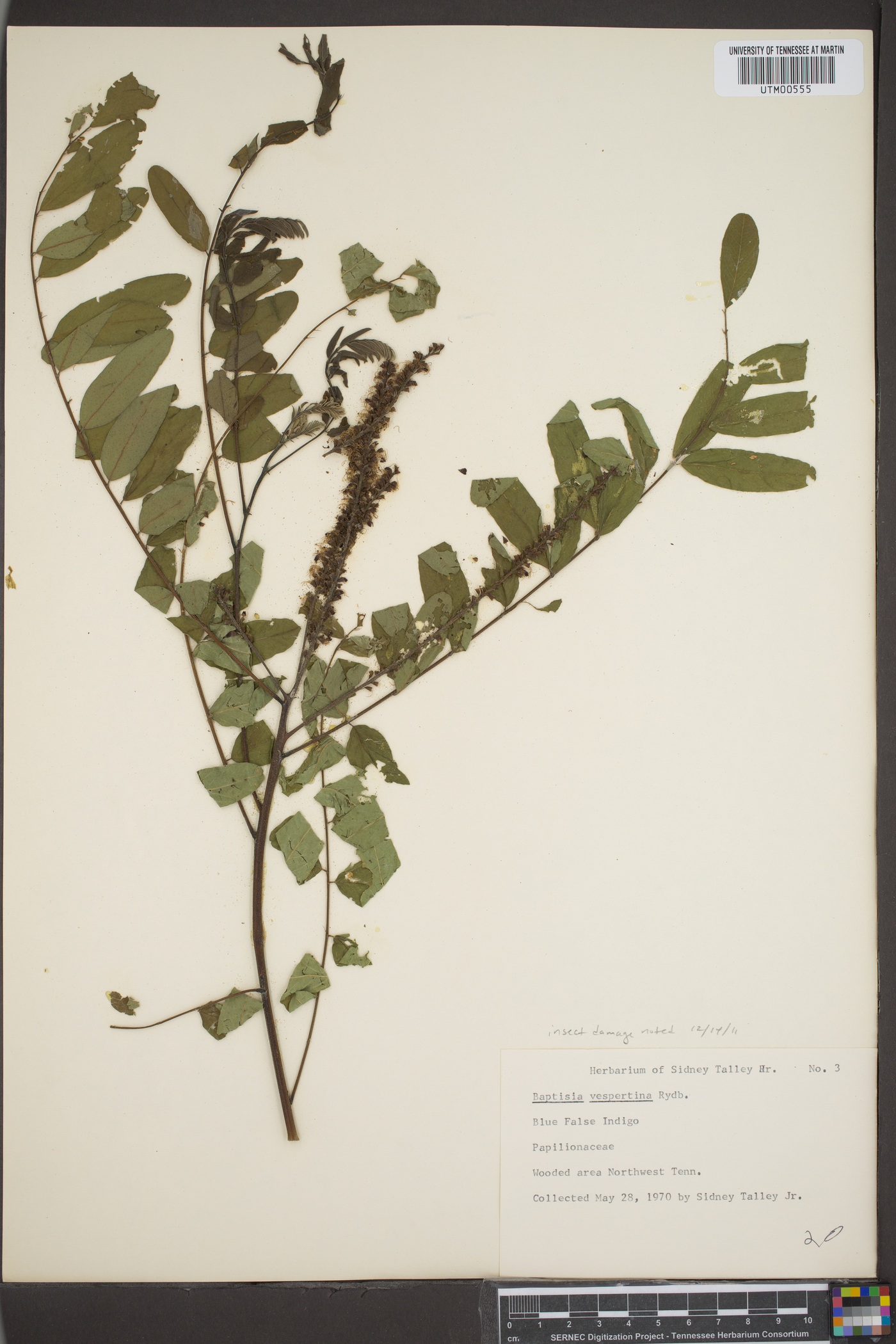 Baptisia vespertina image