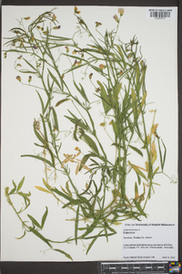 Lathyrus hirsutus image