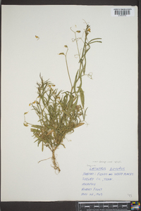 Lathyrus hirsutus image