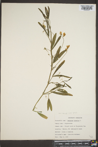 Lathyrus hirsutus image