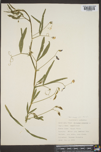 Lathyrus hirsutus image