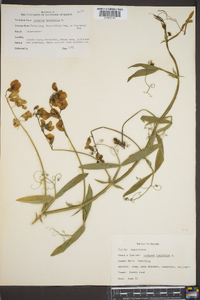 Lathyrus latifolius image