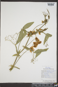 Lathyrus latifolius image