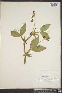 Lathyrus latifolius image