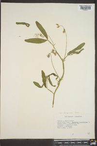 Lathyrus latifolius image