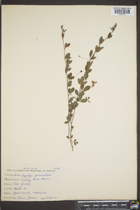 Lespedeza procumbens image