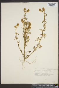 Trifolium arvense image