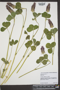 Trifolium incarnatum image