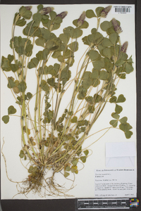 Trifolium incarnatum image