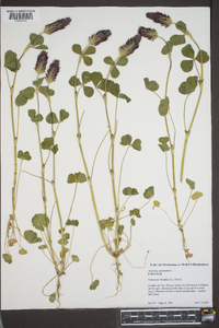 Trifolium incarnatum image