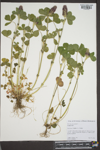 Trifolium incarnatum image