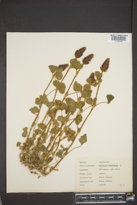 Trifolium incarnatum image