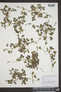 Potentilla indica image