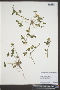 Potentilla indica image